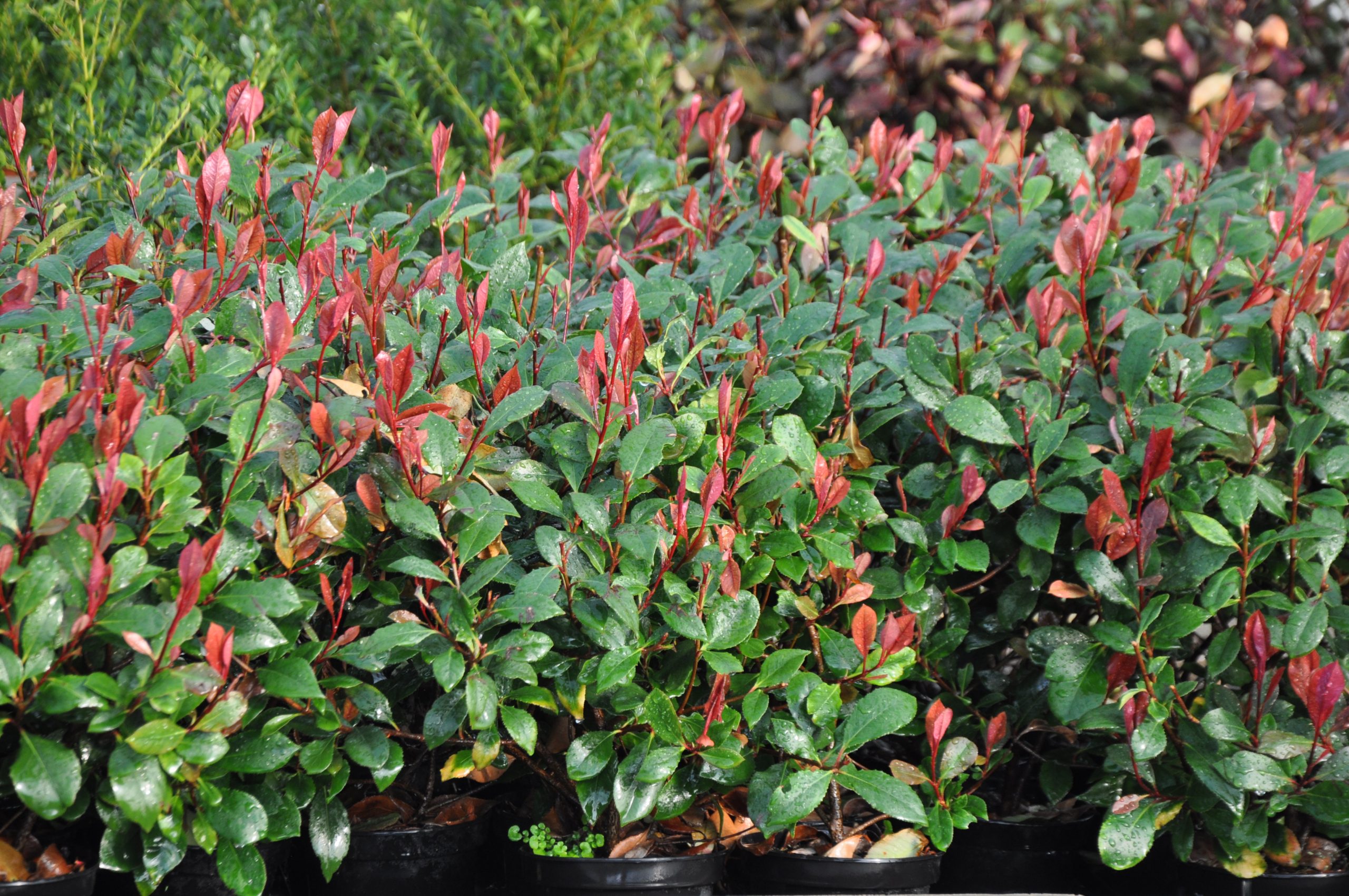 rocoto plant Rocoto Manzano – The Chilli Factory main image 1