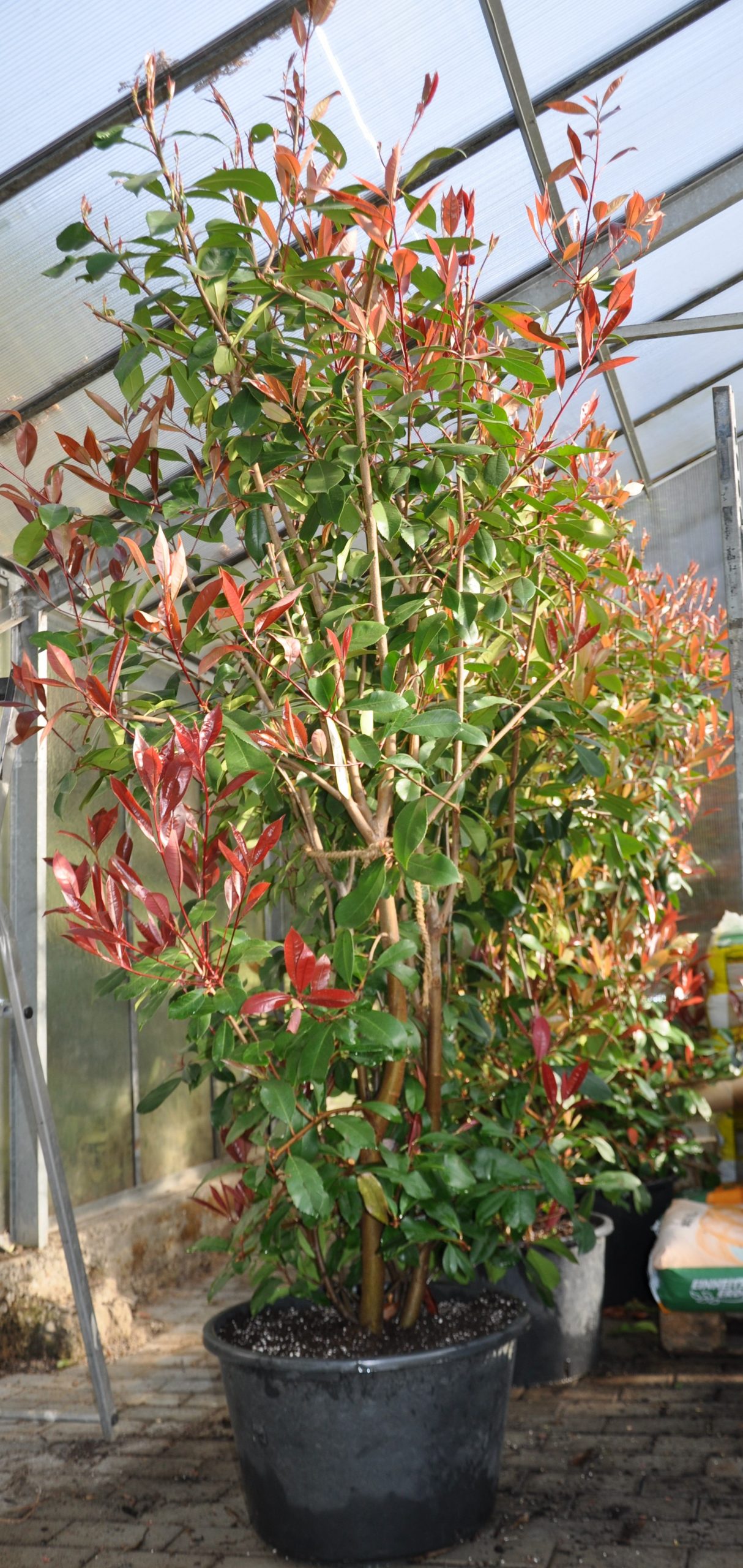 elaeagnus plant #3 Elaeagnus x ebb SL Olive Martini/ Variegated main image 0